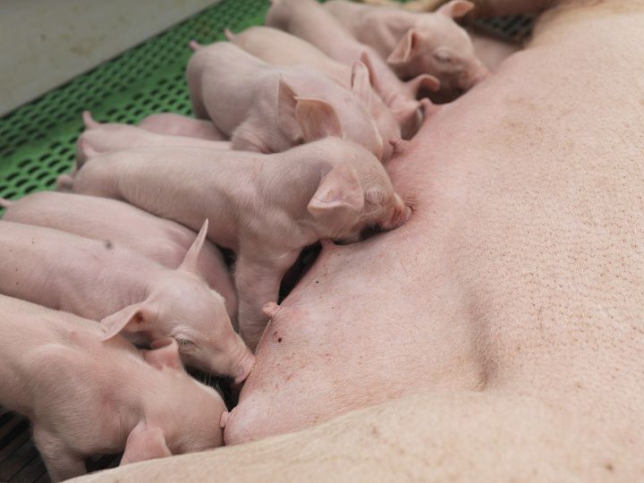 Ảnh Hưởng Của Chất Xơ Tự Nhiên Lên Năng Suất Của Heo Nái Và Heo Con_công Ty Á Châu_ 0972502979