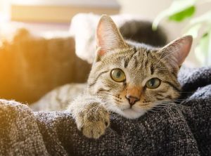 Bệnh Do Feline Calicivirus ở Mèo_công Ty Á Châu_ 0972502979