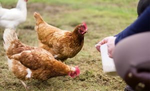 Biểu Hiện Thiếu Dinh Dưỡng ở Gia Cầm_công Ty Á Châu_ 0972502979