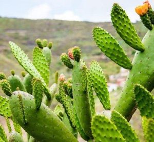 Cây Nopal- Nguồn Thức ăn Gia Súc Mùa Khô Hạn_công Ty Á Châu_ 0972502979