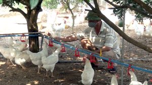 Chống Nóng Cho Vật Nuôi_công Ty Á Châu_ 0972502979