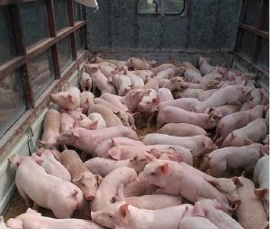 GiÁ Heo HƠi NgÀy 10-05, TÍn HiỆu TĂng TrƯỞng TỐt_công Ty Á Châu_ 0972502979