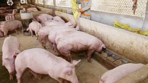 GiÁ Heo HƠi NgÀy 1905, TĂng ĐỘt BiẾn_công Ty Á Châu_ 0972502979