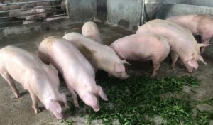 GiÁ Heo HƠi NgÀy 24-05, VẪn ĐÀ TĂng NhẸ_công Ty Á Châu_ 0972502979