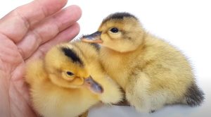 Hướng Dẫn Cách điều Trị Bệnh Phó Thương Hàn Trên Vịt_công Ty Á Châu_ 0972502979