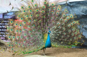 Kinh Nghiệm ấp Nở Trứng Chim Công_công Ty Á Châu_ 0972502979