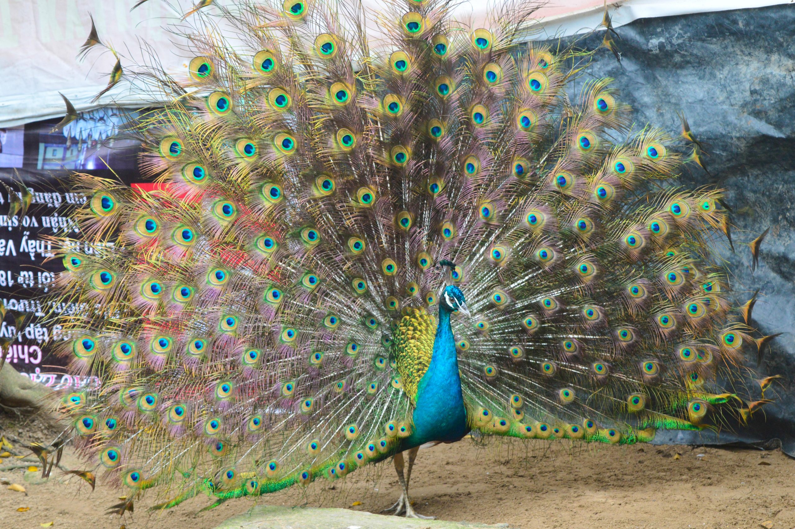 Kinh Nghiệm ấp Nở Trứng Chim Công_công Ty Á Châu_ 0972502979