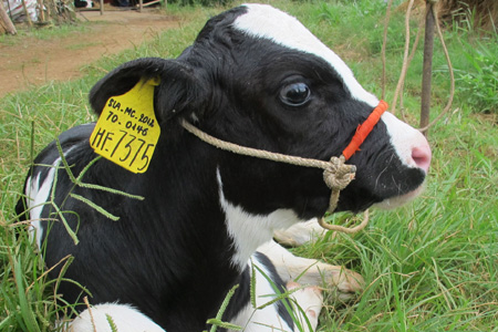 Kỹ Thuật Nuôi Bê Sữa Cái Bằng Sữa Bột Công Nghiệp_công Ty Á Châu_ 0972502979