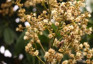 Mật Ong Hoa Nhãn – Sản Phẩm Ocop 4 Sao Nổi Tiếng Của Sông Mã_công Ty Á Châu_ 0972502979