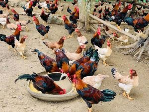 Nguyên Nhân Gây Phân ướt, Tiêu Chảy ở Gia Cầm_công Ty Á Châu_ 0972502979