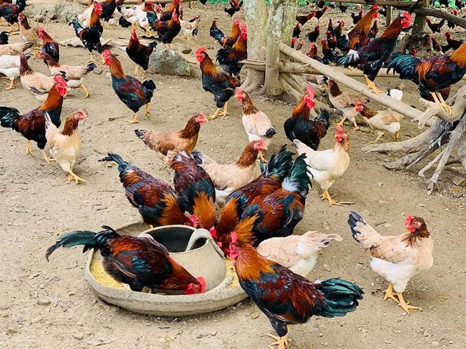 Nguyên Nhân Gây Phân ướt, Tiêu Chảy ở Gia Cầm_công Ty Á Châu_ 0972502979