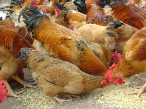 Nguyên Nhân Gây Phân ướt, Tiêu Chảy ở Gia Cầm_công Ty Á Châu_0972502979