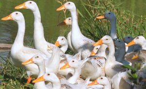 Nguyên Nhân Vịt Bị Yếu Và Què Chân_công Ty Á Châu_ 0972502979