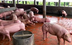 Phát Hiện Hội Chứng Mệt Mỏi Lạ ở Gia Súc Vỗ Béo_công Ty Á Châu_0972502979