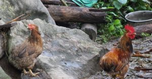 “phục Hưng” đặc Sản Gà Cáy Củm_công Ty Á Châu_ 0972502979