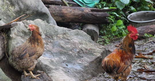 “phục Hưng” đặc Sản Gà Cáy Củm_công Ty Á Châu_ 0972502979