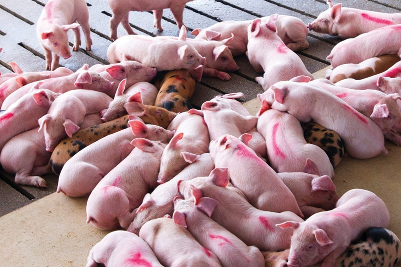 Sử Dụng Oxit Kẽm Phủ Bảo Vệ Liều Thấp Cho Lợn Con Cai Sữa_công Ty Á Châu_ 0972502979