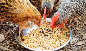 4 Tiêu Chí Lựa Chọn Thành Phần Thức ăn Cho Gà Thịt_công Ty Á Châu_ 0972502979