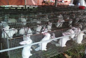 Các Loại Chuồng Thỏ Công Nghiệp Và Yêu Cầu Kỹ Thuật_chăn Nuôi Á Châu_ 0972502979