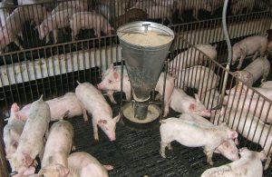 Cám Gạo Trong Thức ăn Cho Lợn Và Gia Cầm_công Ty Á Châu_ 0972502979