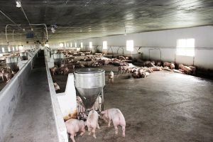 Chăn Nuôi An Toàn Sinh Học Trong Tái đàn Tăng đàn Lợn_công Ty Á Châu_ 0972502979