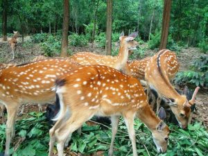 Chế Biến Sâu để Nâng Cao Giá Trị Cho Nhung Hươu Hương Sơn_công Ty Á Châu_ 0972502979