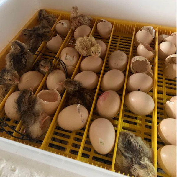 Chủ Lò ấp Chịu Nóng, Chắt Chiu Nhường điện Cho... Trứng_công Ty Á Châu_ 0972502979