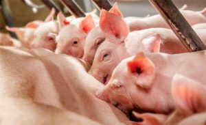 Điều Trị Heo Nái ít Sữa Sau Khi Sinh Con_ Công Ty Á Châu_ 0972502979