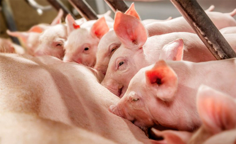 Điều Trị Heo Nái ít Sữa Sau Khi Sinh Con_ Công Ty Á Châu_ 0972502979