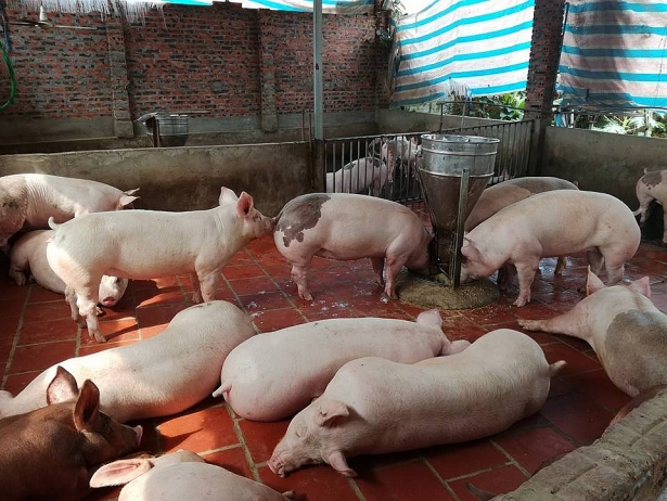 GiÁ Heo HƠi NgÀy 02-06, ĐiỀu ChỈnh GiẢm 1 GiÁ_coong Ty As Chaau_ 0972502979