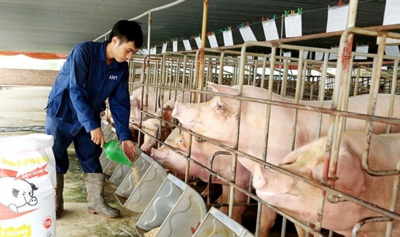 GiÁ Heo HƠi NgÀy 0706, MiỀn BẮc TĂng TrỞ LẠi_công Ty Á Châu_ 0972502979