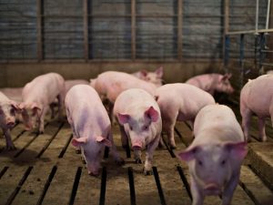 GiÁ Heo HƠi NgÀy 19-06, ThỊ TrƯỜng Ổn ĐỊnh_công Ty Á Châu_ 0972502979