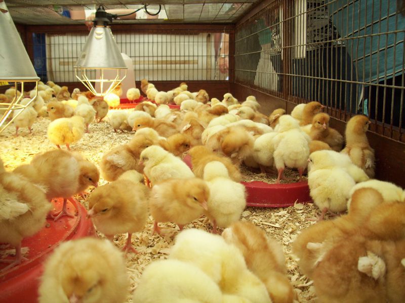 Hiện Tượng Gà Con Bị Mất Nước – Nguyên Nhân Và Cách Xử Lý_ Chăn Nuôi Á Châu_ 0972502979