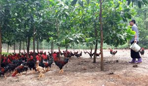 Không Dám Rời đàn Gà Nửa Bước Vì Sợ Mất điện_công Ty Á Châu_ 0972502979