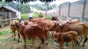 Kinh Nghiệm Nuôi Bò Sinh Sản_công Ty Á Châu_ 0972502979