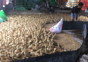 Lưu ý Khi Tái đàn Gia Cầm_công Ty Á Châu_ 0972502979