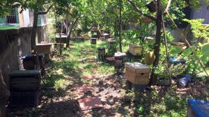 Mật Ngọt Từ Những Tán Rừng Ngập Mặn_công Ty Á Châu_ 0972502979