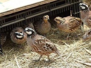 Phòng Trị Bệnh Cầu Trùng ở Chim Cút_công Ty Á Châu_ 0972502979