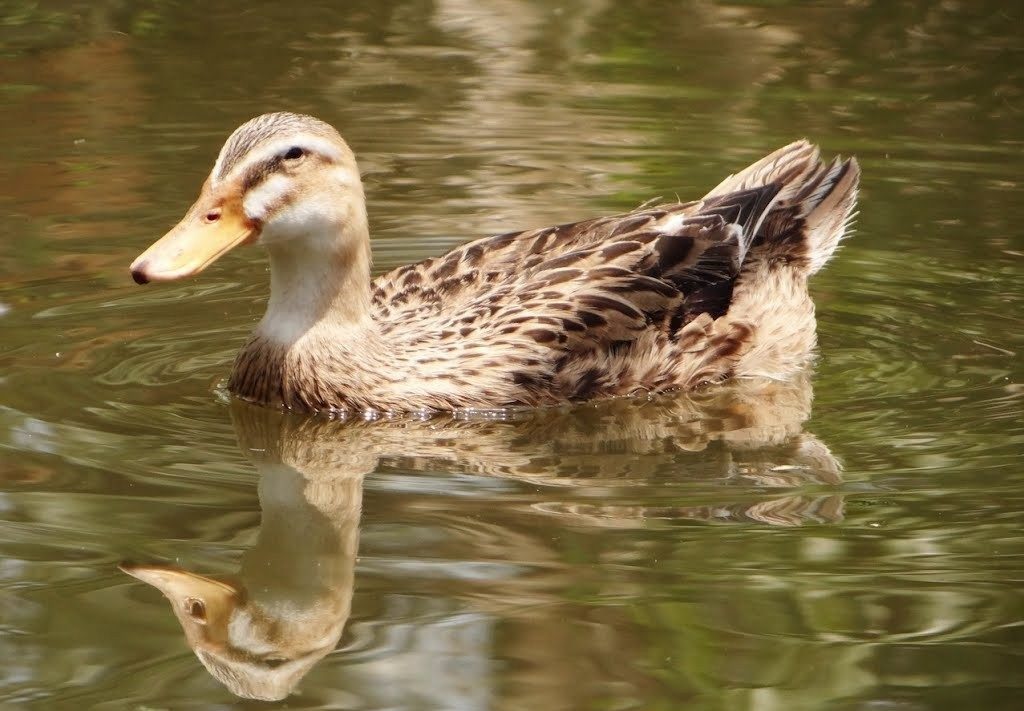 Phòng Và điều Trị Một Số Bệnh Giun Sán ở Vịt_công Ty Á Châu_ 0972502979