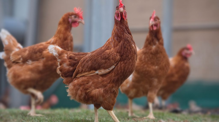 Phương Pháp Phối Trộn Thức ăn Cho Gà Thịt_công Ty Á Châu_ 0972502979