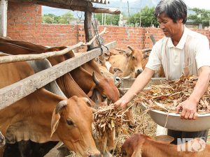 Xác định Mất Thai ở Bò Với 4 Bước đơn Giản_chăn Nuôi Á Châu_ 0972502979