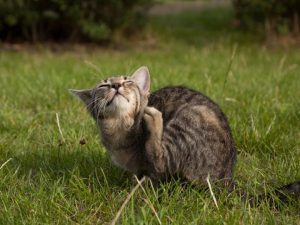 6 Phương Pháp Trị Rận Trên Mèo Hiệu Quả_công Ty Á Châu_0972502979