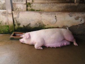 Bệnh Bại Liệt ở Lợn Nái_công Ty Á Châu_0972502979