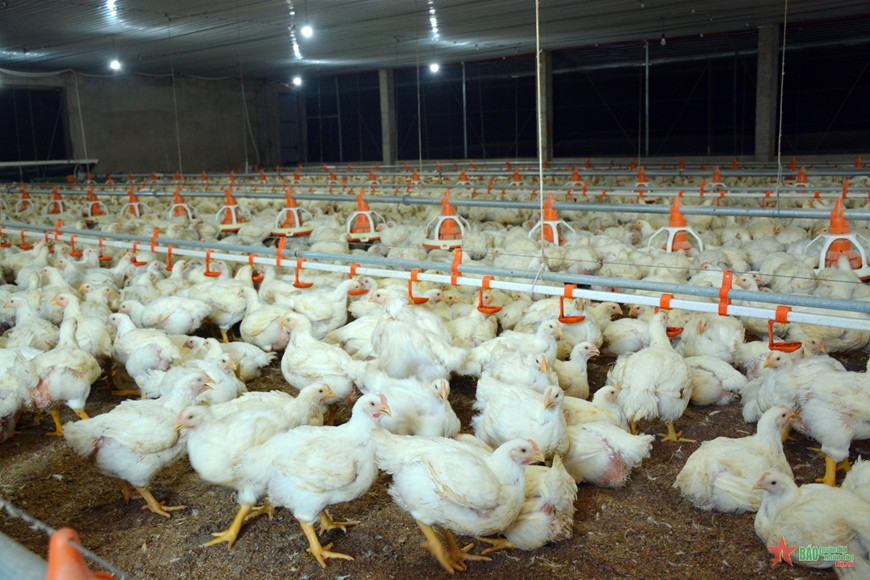 Chăn Nuôi Gia Cầm-kỳ Vọng Cuối Năm_công Ty Á Châu_0972502979