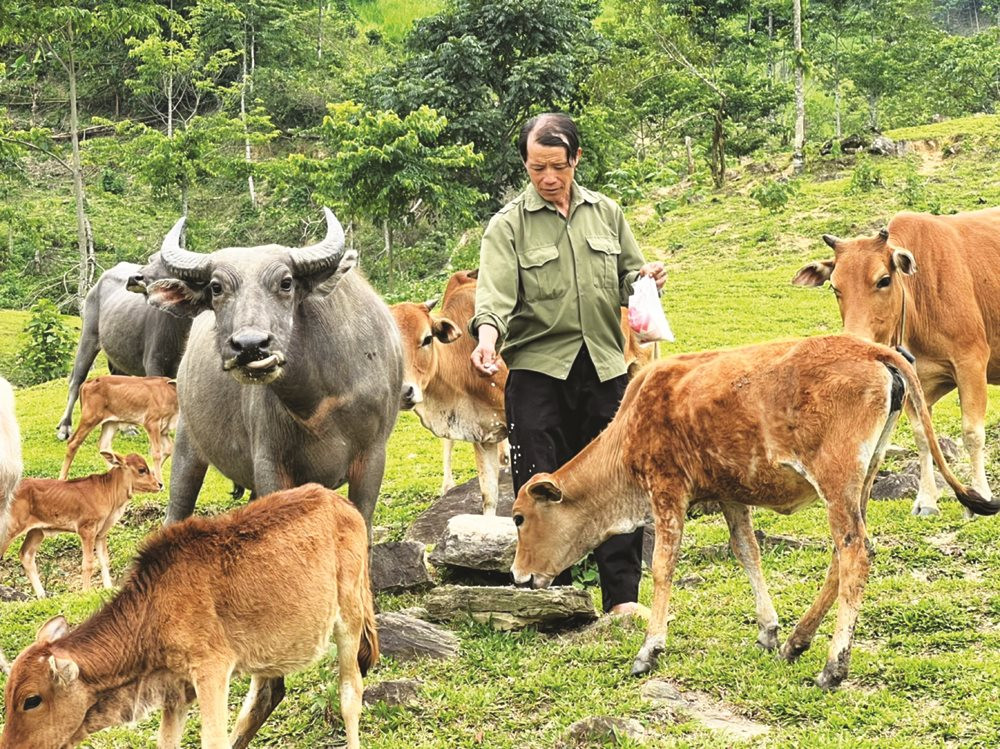 Điều Trị Bệnh Cước Chân ở Trâu, Bò_công Ty Á Châu_0972502979