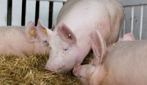 GiÁ Heo HƠi NgÀy 28-07, Ba MiỀn TiẾp TỤc GiẢm_công Ty Á Châu_0972502979