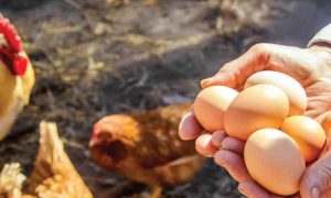 Khử Trùng Khi ấp Nở Gia Cầm_công Ty Á Châu_0972502979