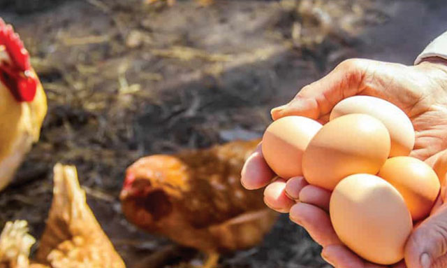 Khử Trùng Khi ấp Nở Gia Cầm_công Ty Á Châu_0972502979