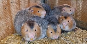 Kỹ Thuật Nuôi Dúi_công Ty Á Châu_ 0972502979