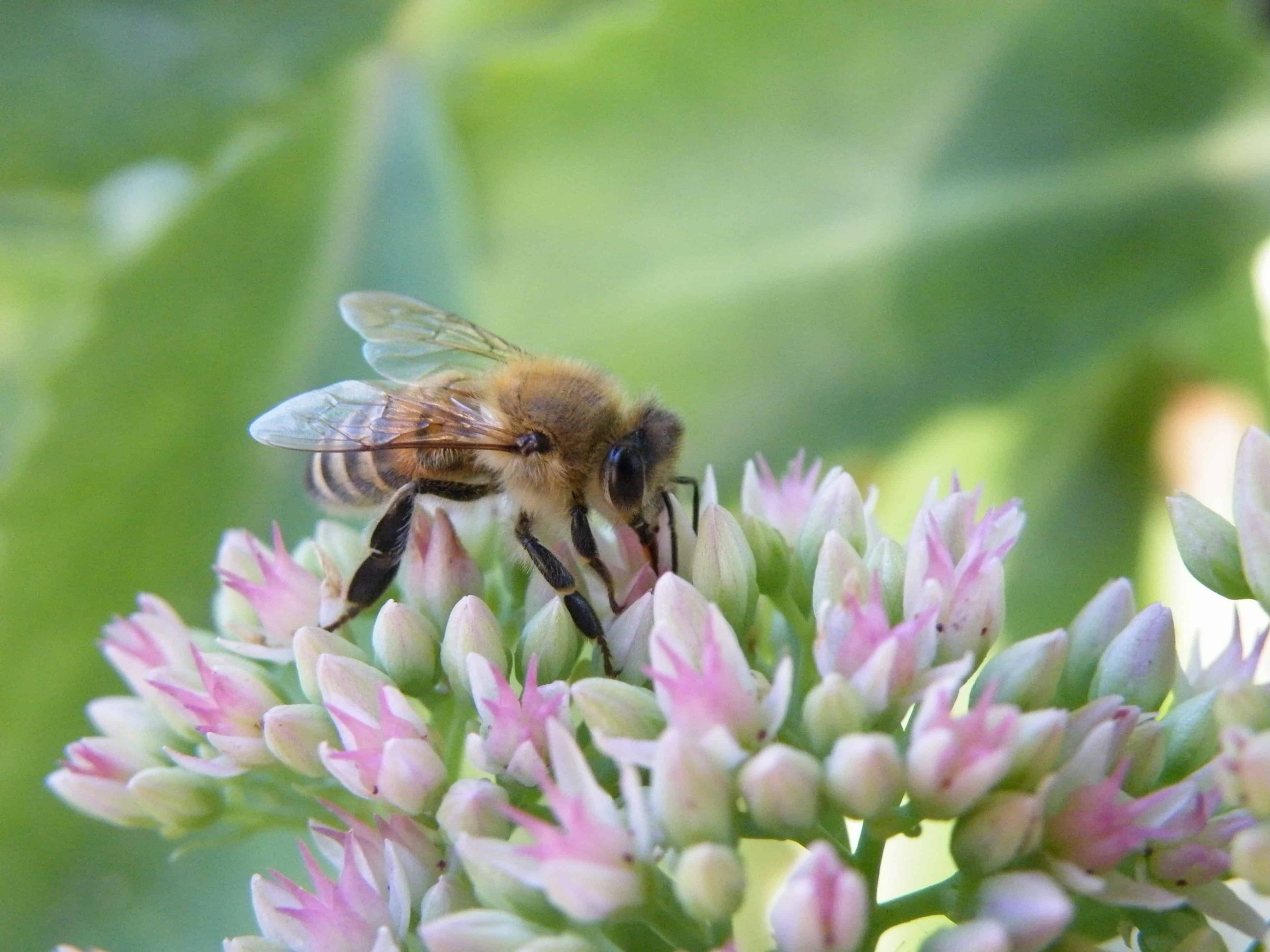 Kỹ Thuật Nuôi Ong Mật (ong Nội – Apis Cerana)_công Ty Á Châu_0972502979